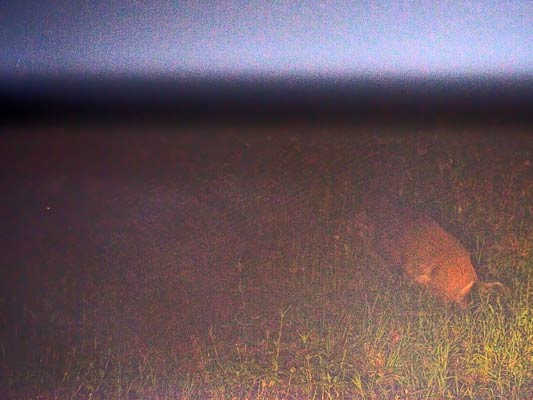Wildschwein20.8.2008 um 22:30 am Bärensee: links das  Muttertier (man sieht das Auge), rechts ein Ferkel