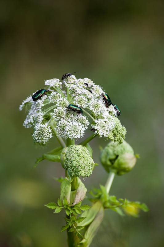 Wald-Engelwurz (Angelica sylvestris) schön arrangiert mit goldglänzenden Rosenkäfern (Cetonia aurata)