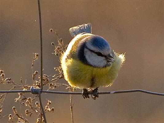 Blaumeisen im Glemstal (Parus caeruleus) [Foto: Blaumeise bei der Katharinenlinde in Schwieberdingen, 01/2006]