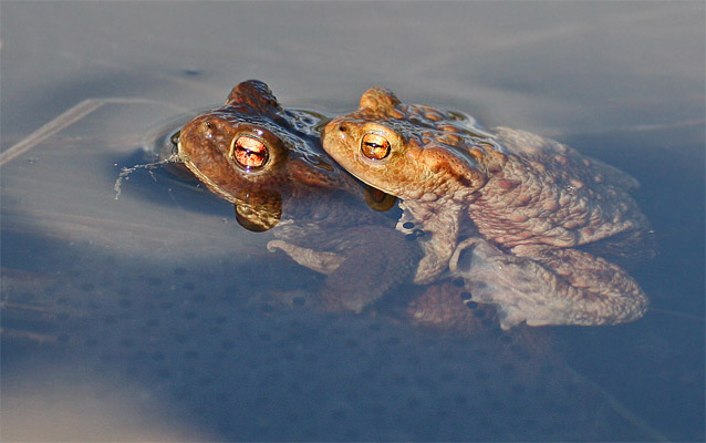 Erdkröten im Glemstal (Bufo bufo) [Foto: Markgröningen, Hochzeit im Teich des NABU  im Glemstal, 25.3.2005]