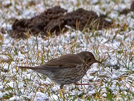 Maulwurfshügel im Winter; 12.3.06 17:13 Schwieberdingen Kamera:  Canon EOS 20D / 100-400@400 F7.1, 1/500s, ISO400, RAW