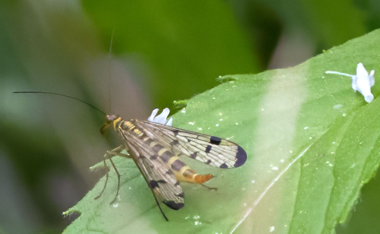 Suche nach Insekten: Skorpionsfliege im Garten von Jeannine