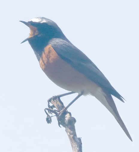 29.4.24 Schwieberdingen, Gagerbach, Gartenrotschwanz singt