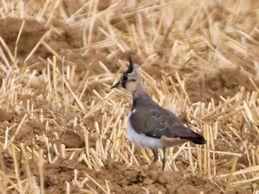 Kiebitz (Vanellus vanellus) [Foto: Kiebitz rastet auf einem  Stoppelfeld am 3.8.2008 bei Hemmingen]