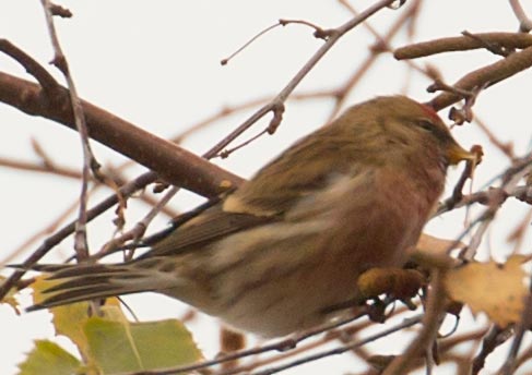 27.11.2015 Altmühlsee