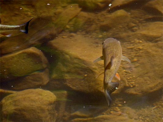 Rotfeder (Scardinius erythrophthalmus)