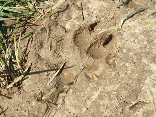 1.9.2010 Markgröningen Rotenackerwald, Ostseite Kamera: Fuji Finepix F200; Ganz selten sehen Sie eine gute Spur im Schlamm auf dem Weg: Könnte eine Wildschweinspur sein. Bin mir nicht sicher. Aber was soll es sonst sein?