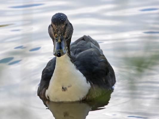 unbestimmte Art, Familie Entenvögel (Anatidae) Ordnung Gänsevögel (Anseriformes)