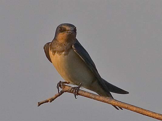 Rauchschwalben  im Glemstal  (Hirundo rustica) [Foto: Schwieberdingen, 8/2005]