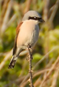 04.06.2015 Helgoland