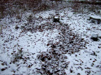 23.11.2008 Hemmingen-Eulenbergwald Kamera: Fuji Finepix F30; So sieht eine Wildschweinspur im Winter aus: eine ca. 40 cm breiteWühlstrecke im Waldesinnern. Sie sehen aber kaum Fußabdrücke