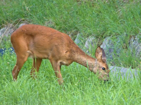 25.7.2008 Schwieberd.-Erddeponie Kamera: Canon EOS 40D / /100-400@400 20:30, F5.6, ISO1600, 1/160s; Reh (Capreolus capreolus) w. rötliches Sommerfell im Juli ruhiges Grasen am Sommerabend (einjährige Geiß)