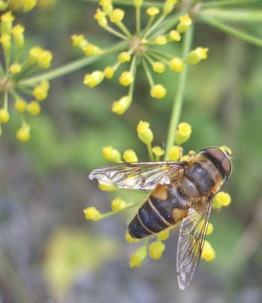 Pastinak (Pastinaca sativa) bei der männlichen gemeinen Keilfleckschwebfliege (Eristalis pertinax) sind die Augen eng beieinander 