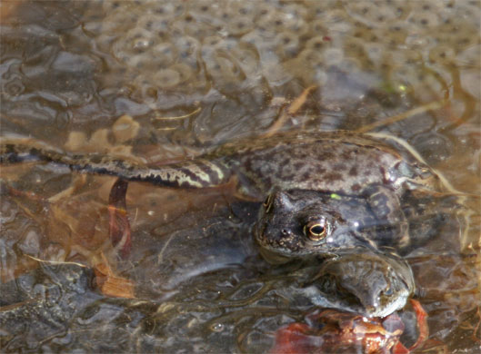 Frösche im Glemstal (Rana sp.) [Foto: Schwieberdingen, Froschhochzeit im Teich Neumühle, 20.3.2005]