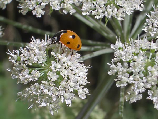 ein Marienkäfer: Siebenpunkt ( Coccinella septempunctata)  auf Wald-Engelwurz (Angelica sylvestris)