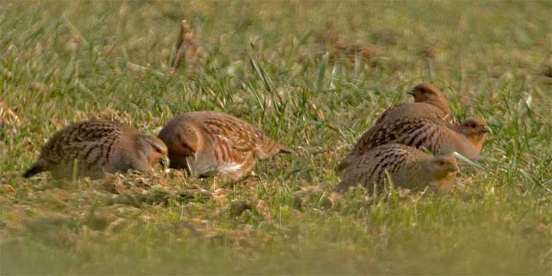 Rebhühner im Glemstal (Perdix perdix) [Foto: 26.12.2006, Hemmingen, Weg zur Nippenburg]