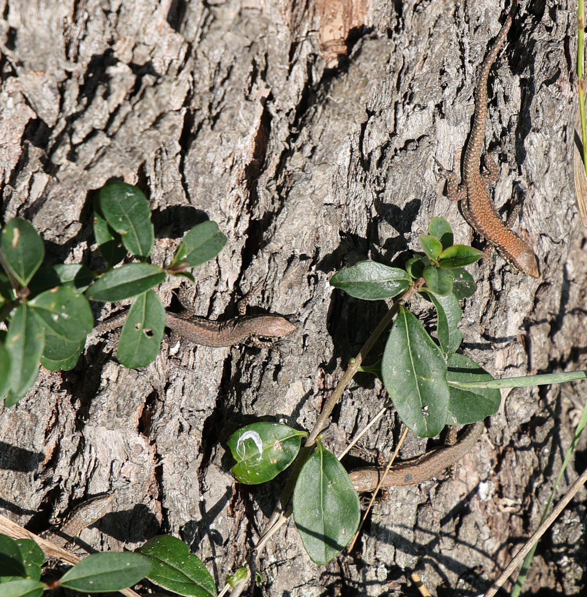 Suchbild: wieviel Eidechsen leben auf diesem Apfelbaum?