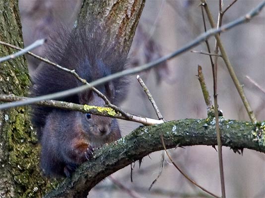 dickes braunschwarzes Eichhörnchen (Sciurus vulgaris) im Februar in Interaktion mit zwei kleineren roten Eichhörnchen