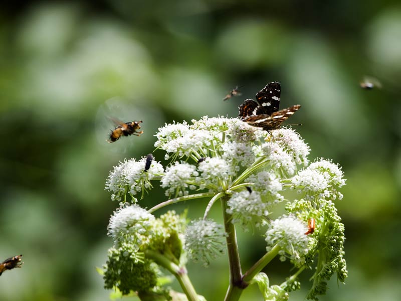intensiver Flugbetrieb  Wald-Engelwurz (Angelica sylvestris)