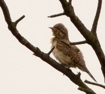 27.05.2016 Bordelumer Heide