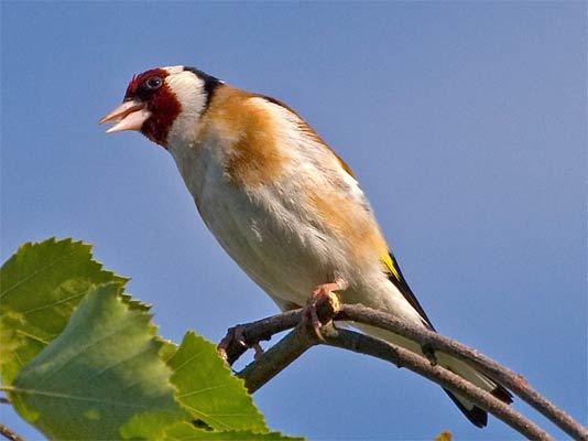 Distelfinken (Stieglitze) im Glemstal (Carduelis carduelis) [Foto: 7.6.2006,  Schwieberdingen]