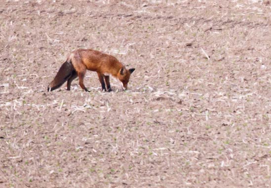 4.5.2011 Hemmingen Zeilwald, südl. Waldrand Foto von Romeo Cotrus