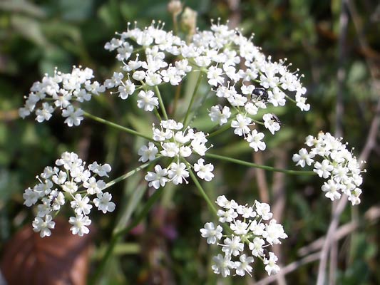 Pimpernelle evtl. Anis (Pimpinella anisum)
