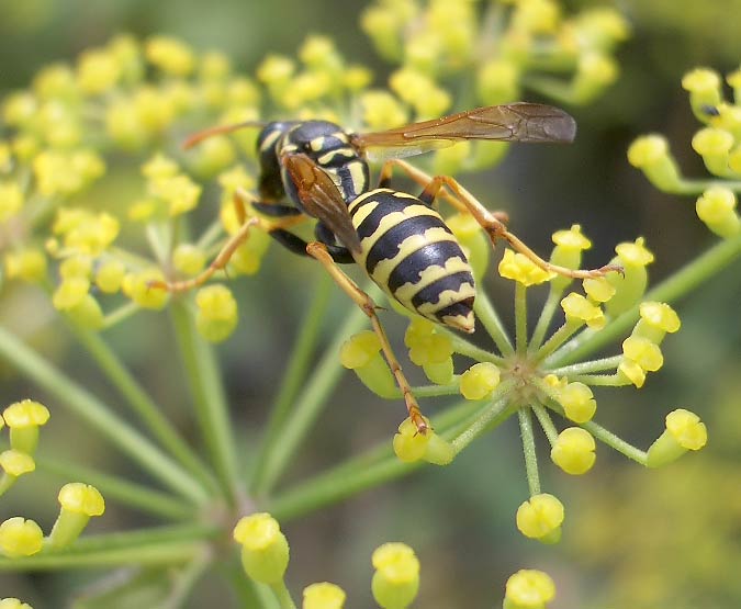 Pastinak (Pastinaca sativa)  Mit einer Falten-Wespe (Polistes gallicus)