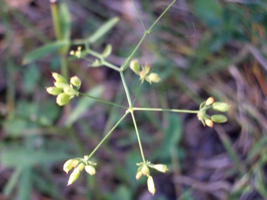 sichelblättriges Hasenohr  (gelb) (Bupleurum falcatum)