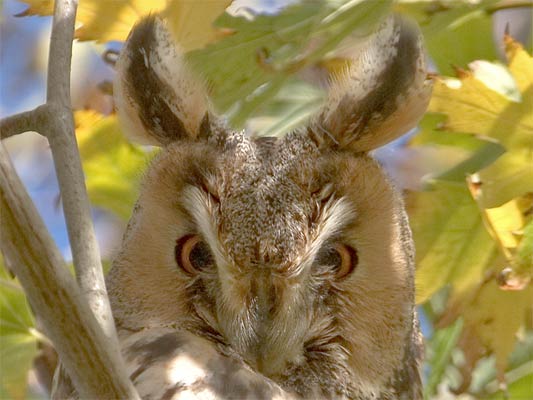 Waldohreulen  im Glemstal (Asio otus) [Foto: Waldohreule auf ihrem Schlafbaum, Unterriexingen, 10/2006]