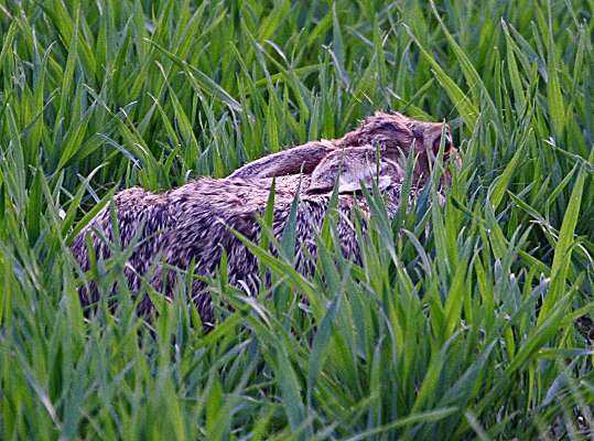 4.4.05 Schieberdingen-Vöhingen Kamera: Canon EOS 20D / EF70-300 OS IS @ 300 F5.6, 1/160s, ISO400, Freihand; hockt tagsüber regungslos auf dem Feld, flüchtet erst im letzten Moment