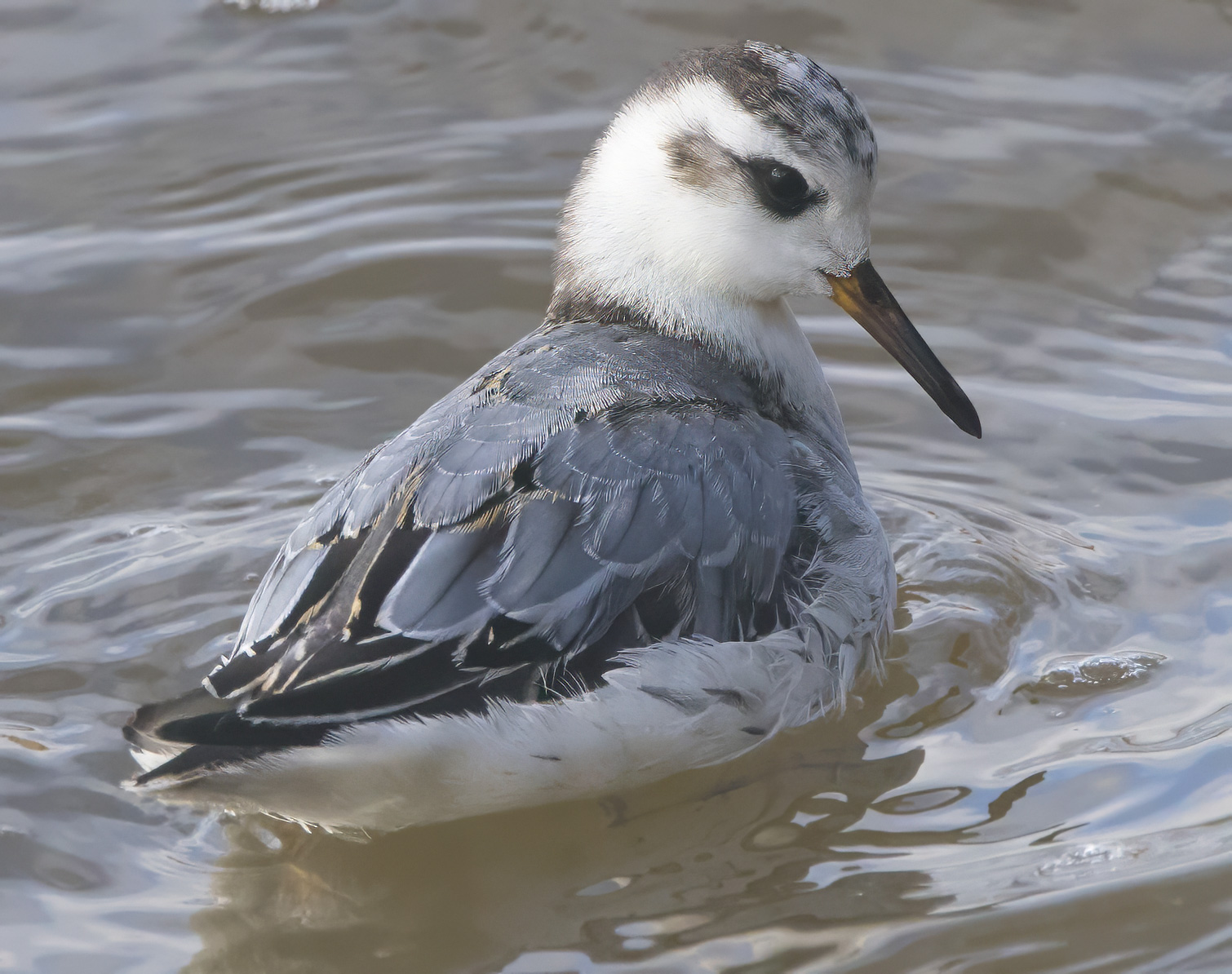 Neue Vogelartenfotos im BigYear