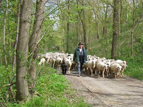 Stadtschäfer Helmut Ott mit Herde Richtung Heide am Knollenberg; 26.4.2008 Markgröningen Glemstal bei NABU-Teich. Kamera: Fuji Finepix F30