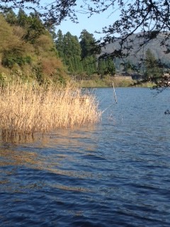 芦ノ湖の葦と美しい湖面のしじま