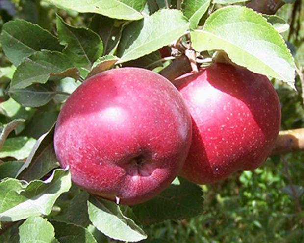 Яблоня полукультурка горноалтайское. Полукультурка алтайское багряное. Яблоня алтайское багряное. Яблоко алтайское багряное. Яблоня алтайское румяное.