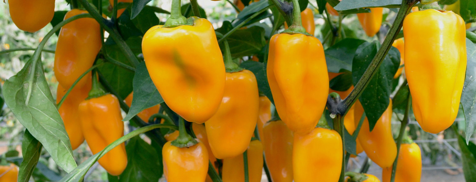 THAI HOT 10 SAMEN SCHARFES CHILI FÜR DIE THAIKÜCHE
