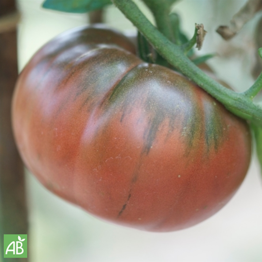die Früchte der Schwarze Tomaten schmecken delikat und sind dekorativ Saatgut.