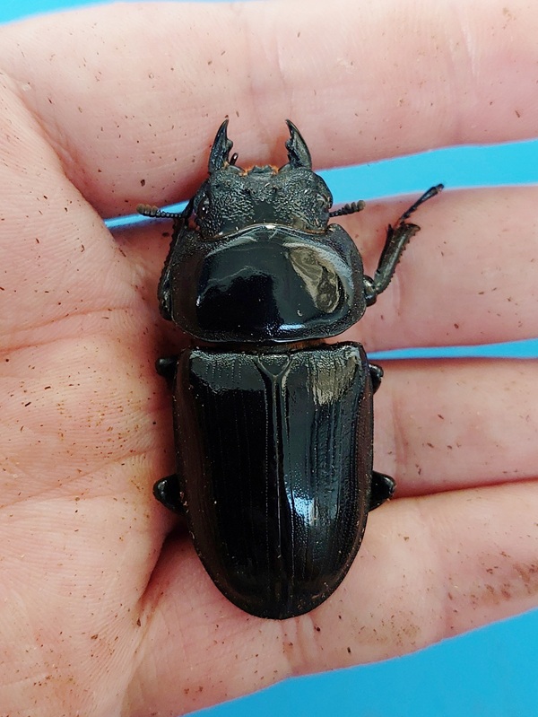 久留米産オオクワガタ♂82mm 標本 国産オオクワガタ（久留米産）60mmペア【新成虫】 | 国産