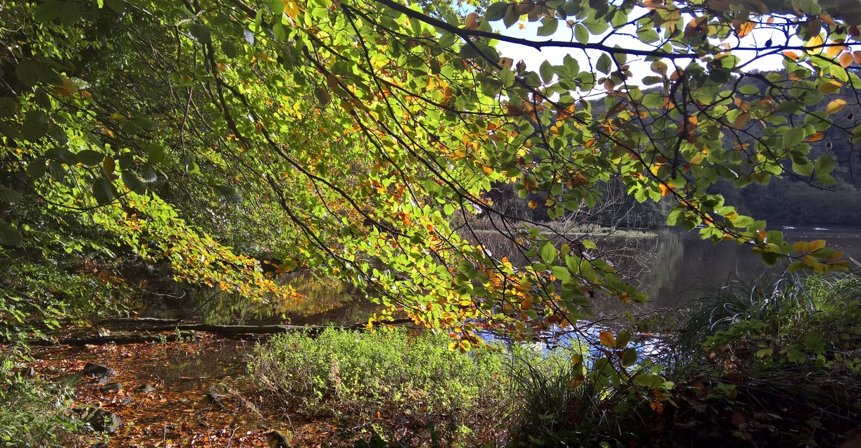 Etang à l'automne