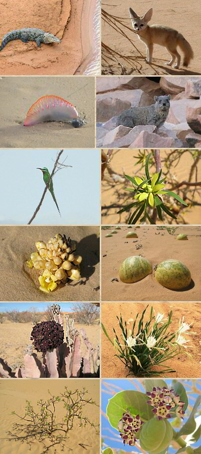 Faune et flore en Mauritanie