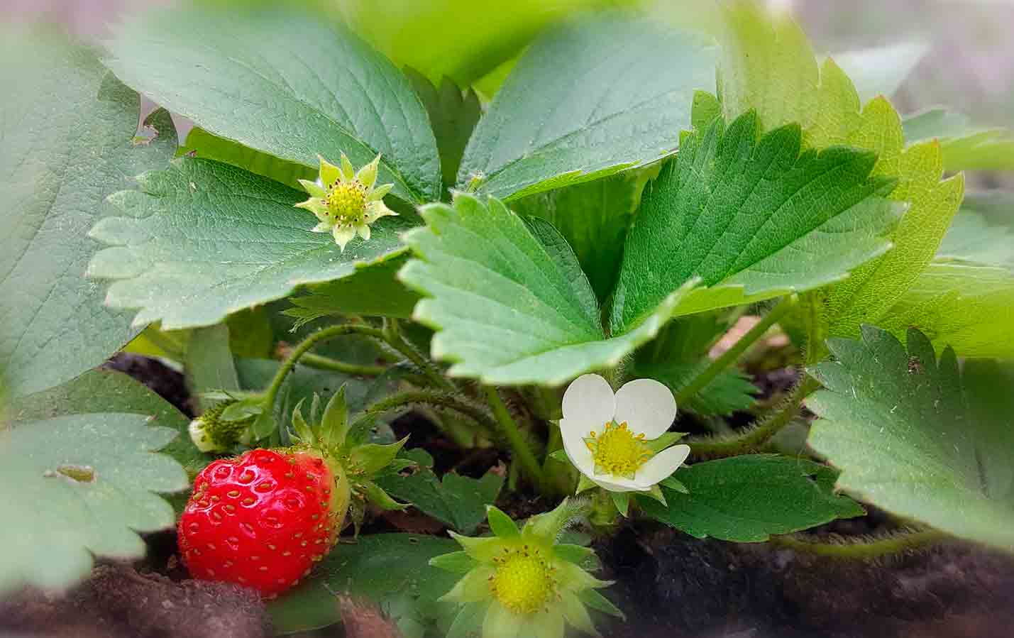 Erdbeeren in Bioqualität