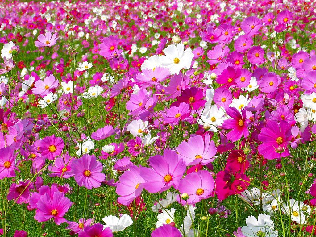 ホーム フレイヤ ワールド