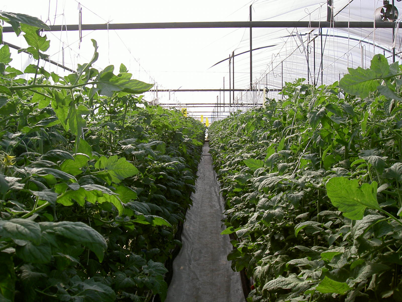 KE-plant wird über das Bewässerungssystem dosiert.