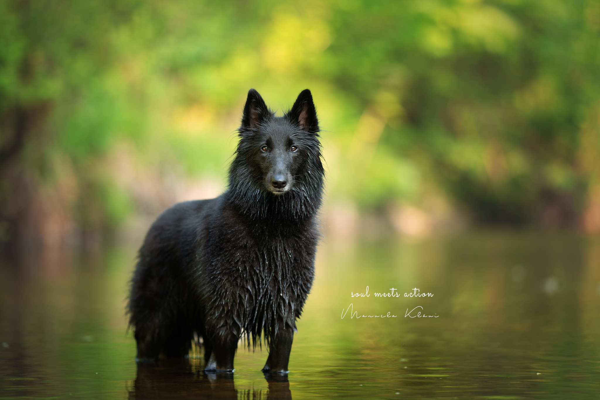 Ulaj (Groenendael, Belgischer Schäferhund) - www.hundefotoshooting.ch