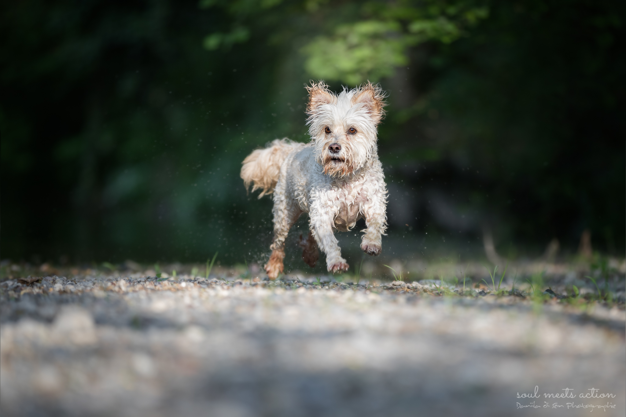 Aebby (Terriermischling) - www.hundefotoshooting.ch