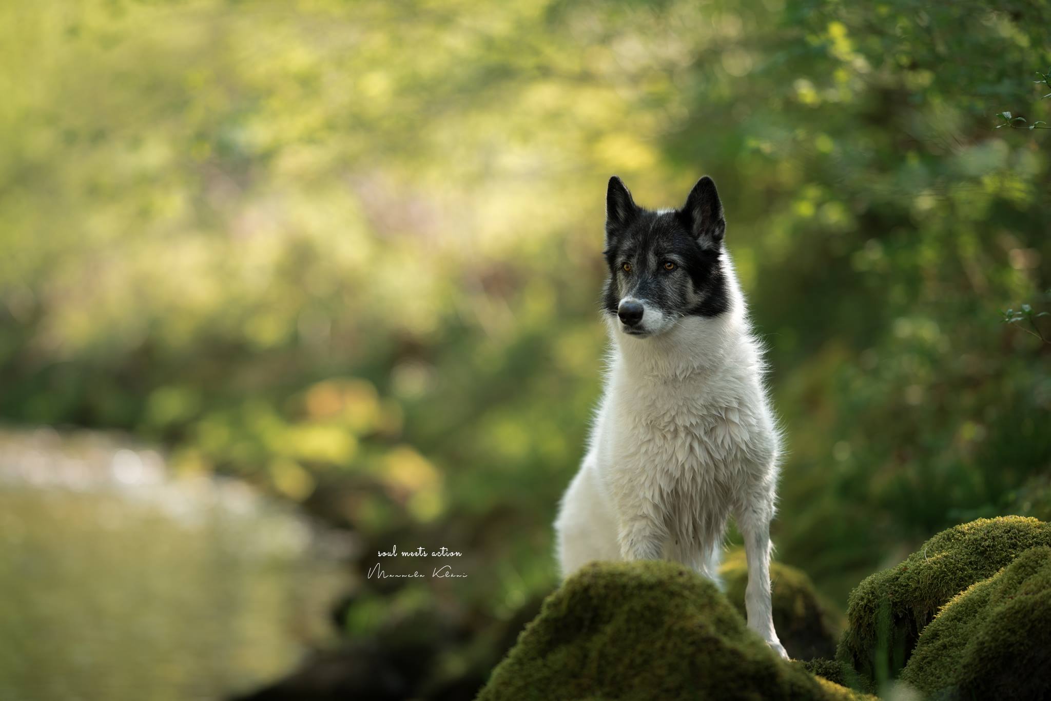 Piper (Grönlandhund) - www.hundefotoshooting.ch