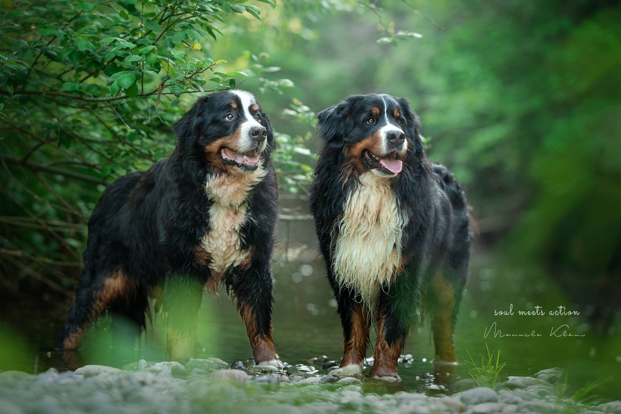 Deiko und Amigo (Berner Sennenhunde ) - www.hundefotoshooting.ch
