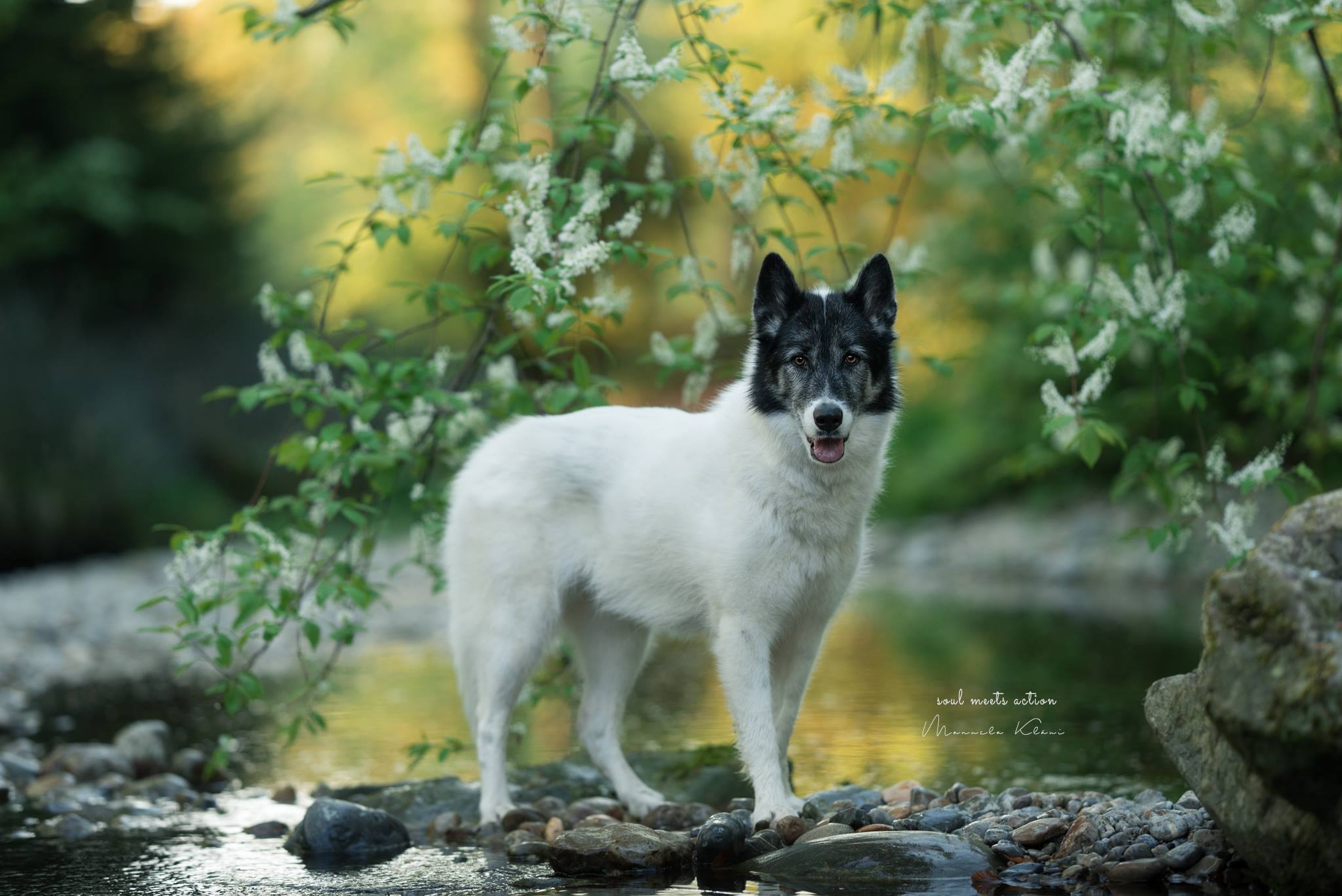 Piper (Grönlandhund) - www.hundefotoshooting.ch