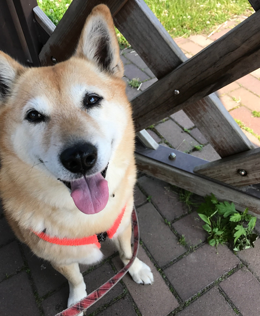 うちの愛犬「チロ」