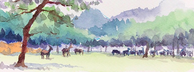 9.2 奈良公園にて ホワイトアイビス ８９×１２７ 水彩